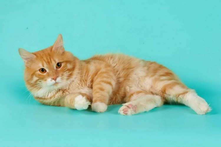 Курильский бобтейл