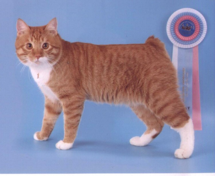Кот Курильский бобтейл