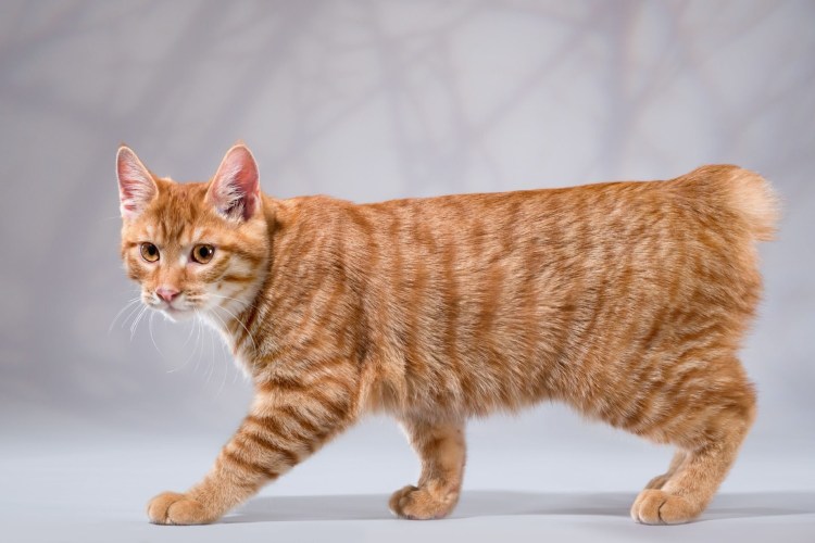 Американский бобтейл длинношёрстный