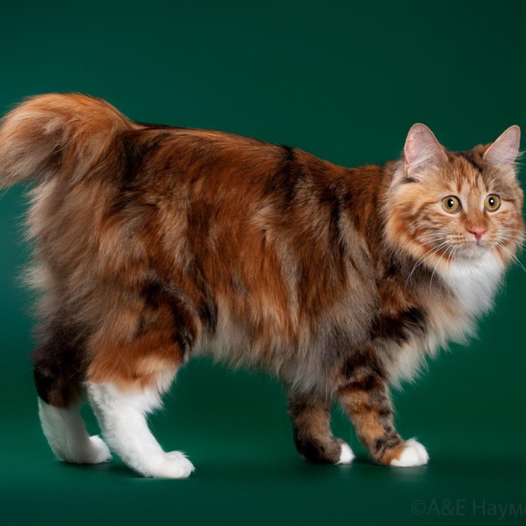 Кот порода Кимрик