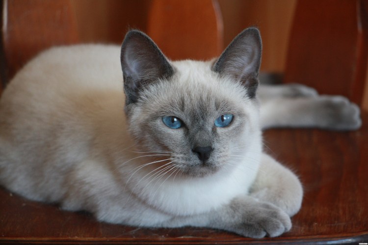 Шотландская вислоухая Блю Пойнт