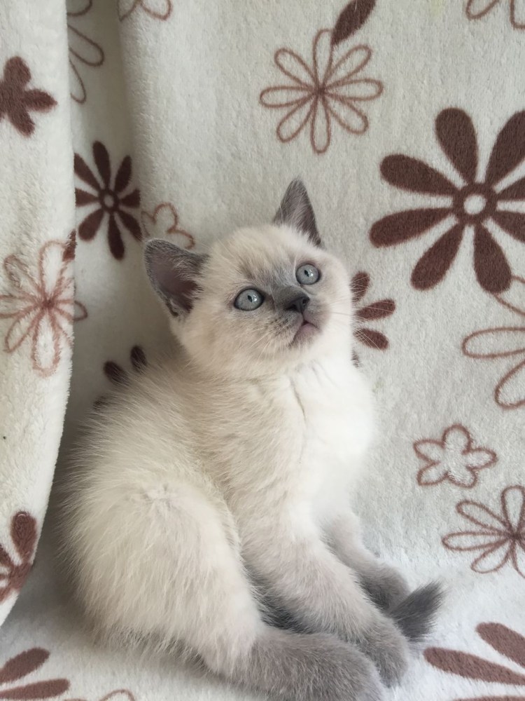 Сиамская кошка колор Пойнт