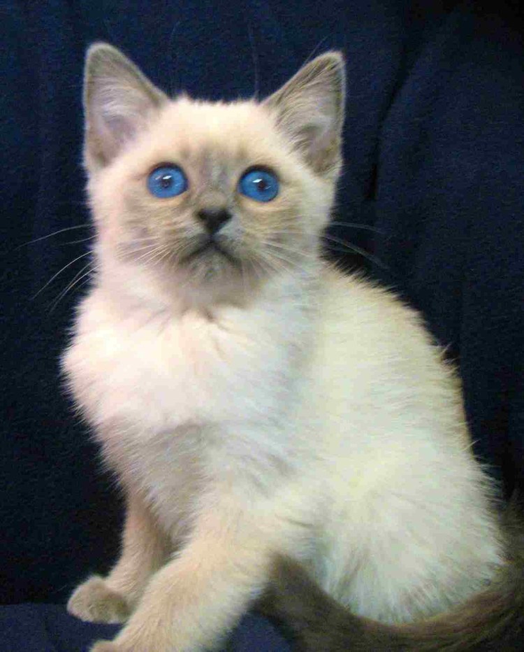 Невский маскарадный Блю поинт