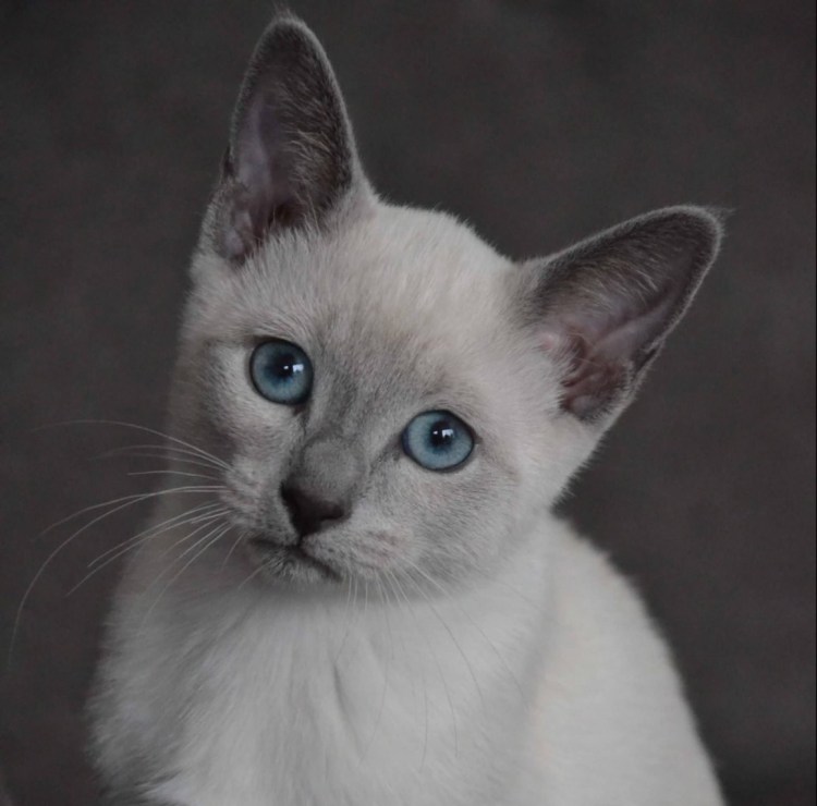 Рэгдолл Блю поинт