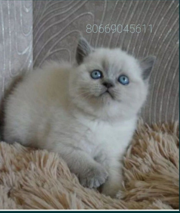 Тайский котенок Блю Пойнт