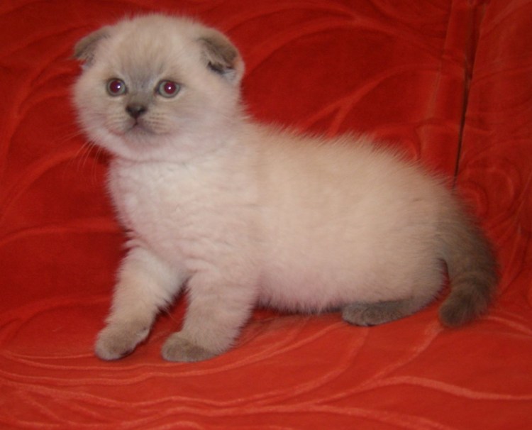 Сиамская кошка колор Пойнт