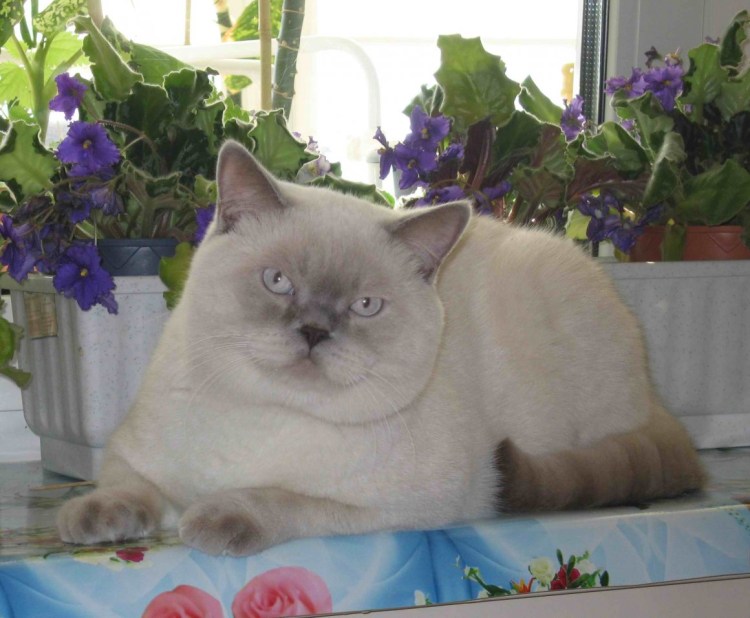 Тайская кошка колор Пойнт