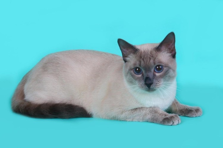 Котята скоттиш фолд Блю поинт