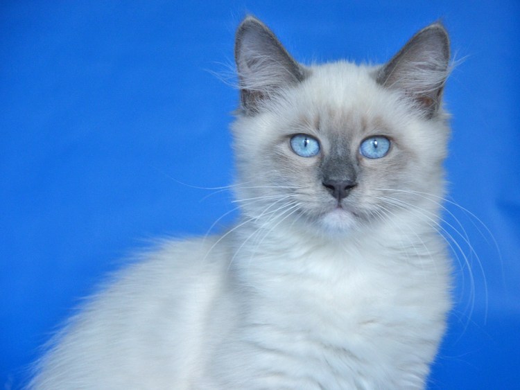 Кошка Британская ПОЛАРТ коинт