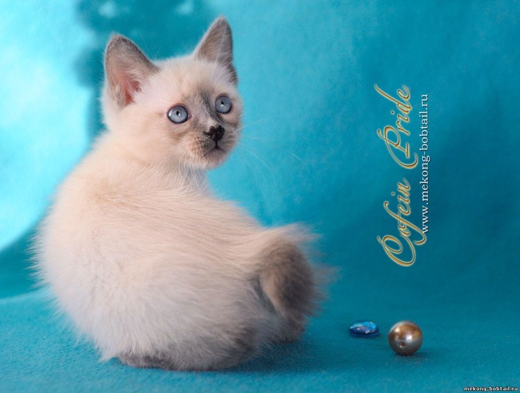 Британские котята Блю поинт