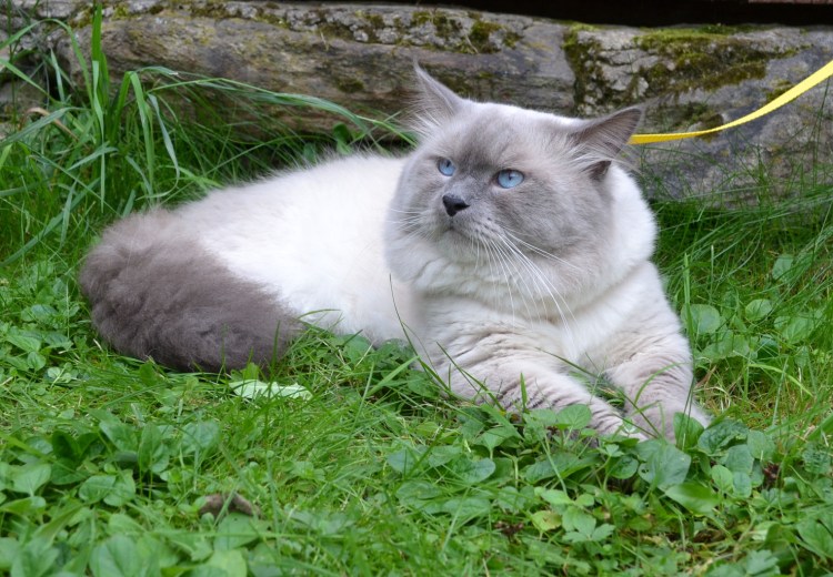 Британский Блю Пойнт