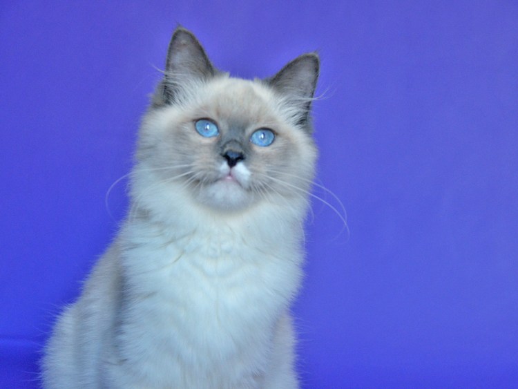 Британская скоттиш страйт Блю поинт