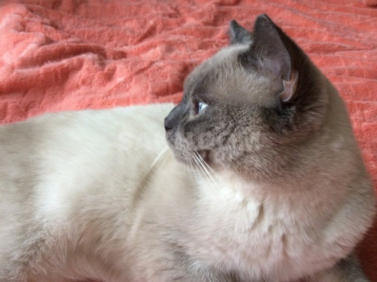 Шотландские котята Блю поинт