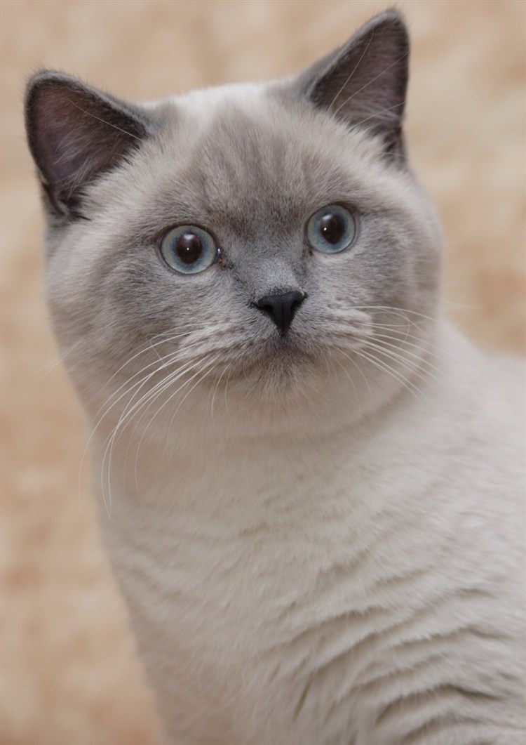 Коты шотландцы крем Блю поинт