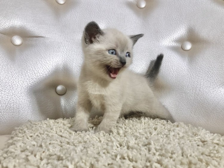 Тайский колор Пойнт