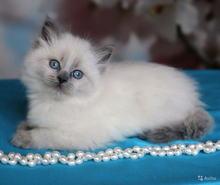 Блю поинт шотландский вислоухий