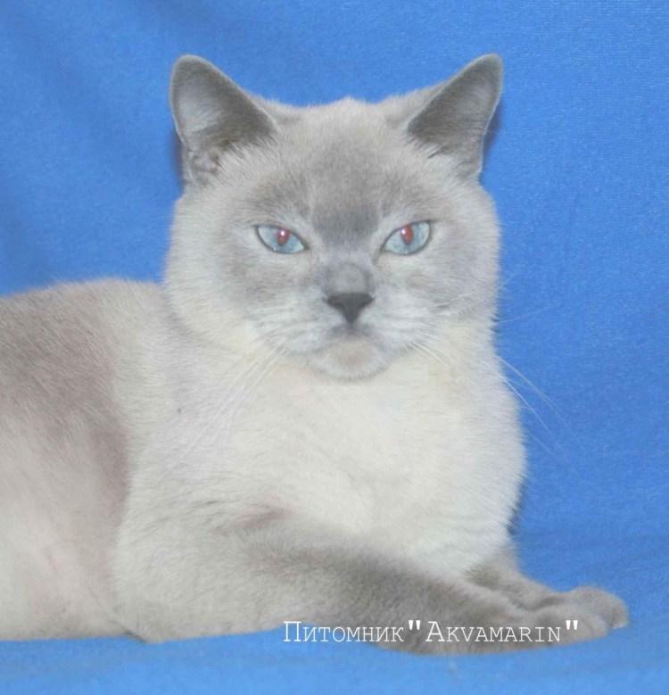 Сиамская кошка Блю-Пойнт