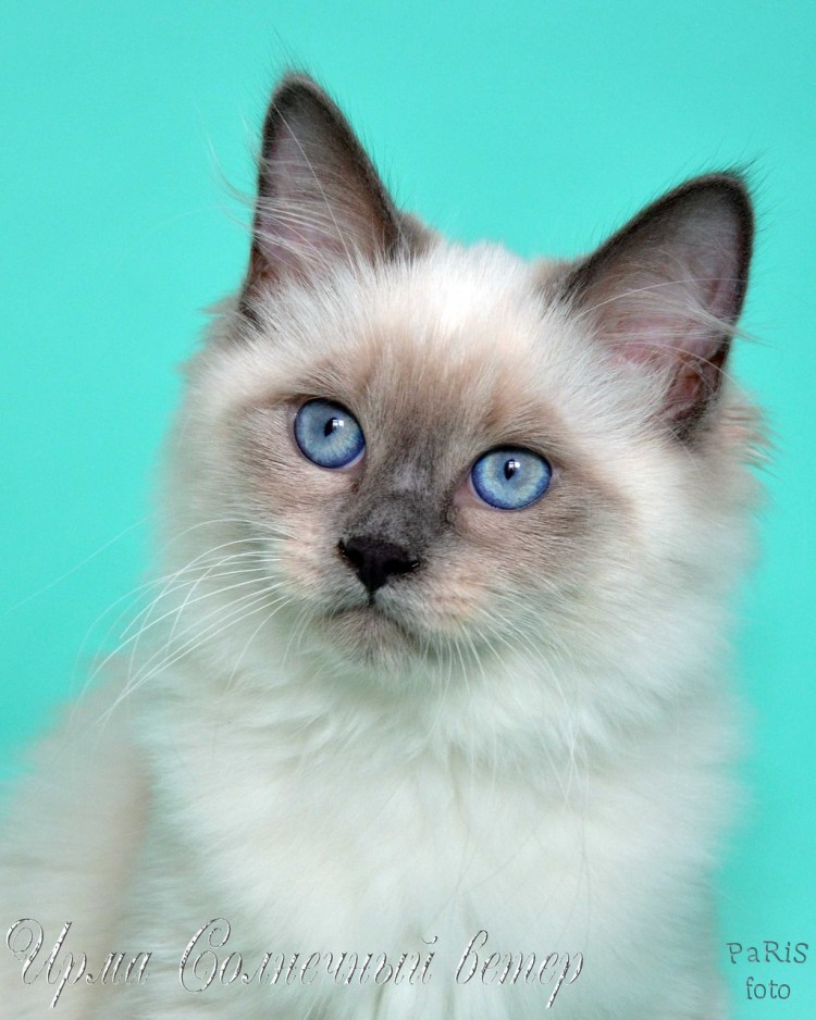 Невская маскарадная кошка