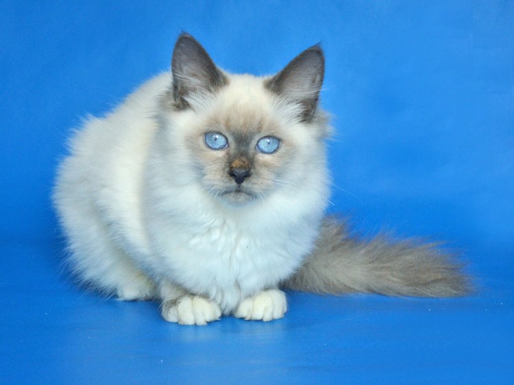 Невская маскарадная Блю Пойнт самец