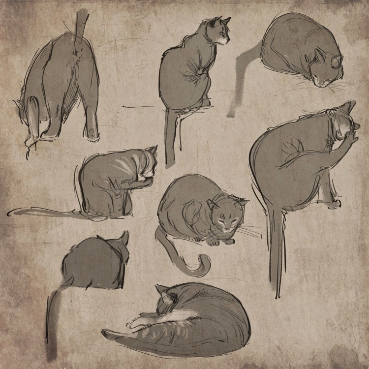 Коты Воители референс