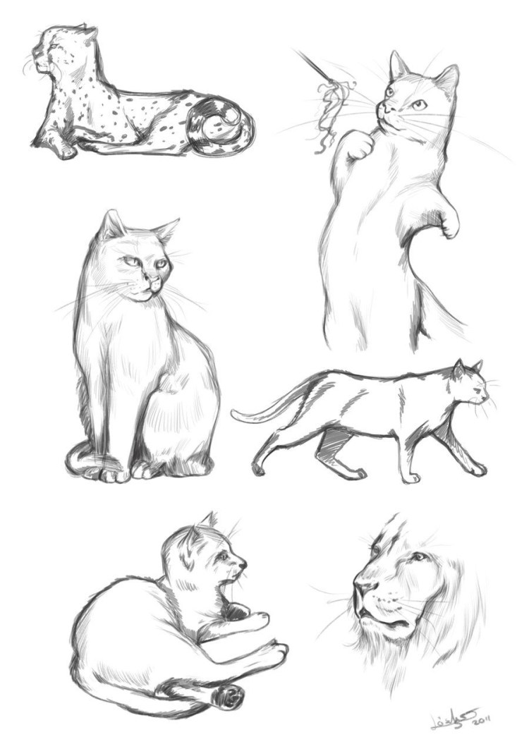 Кот скетч