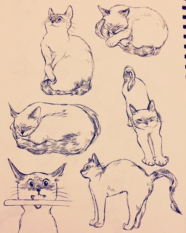 Анатомия кошек референс