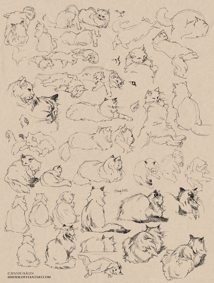 Коты Воители анатомия лап