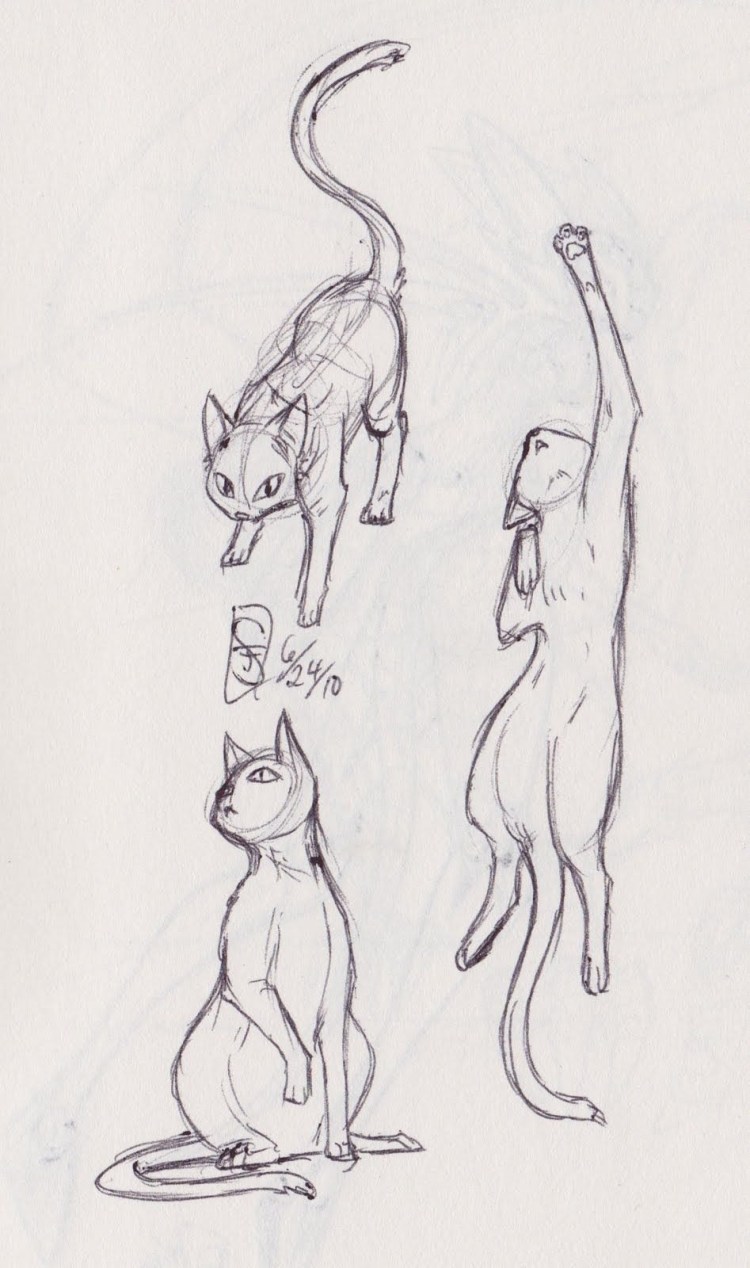 Коты Воители анатомия