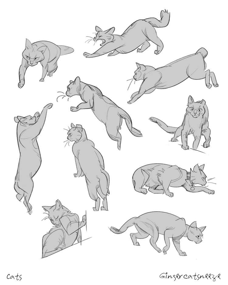 Кошки в разных позах