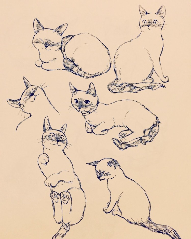 Референец коты Воители