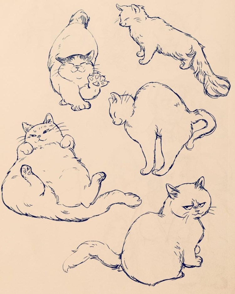 Кот сзади референс