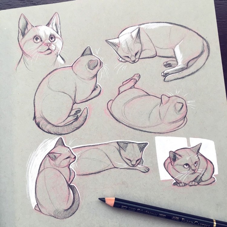 Кошка туториал анатомия