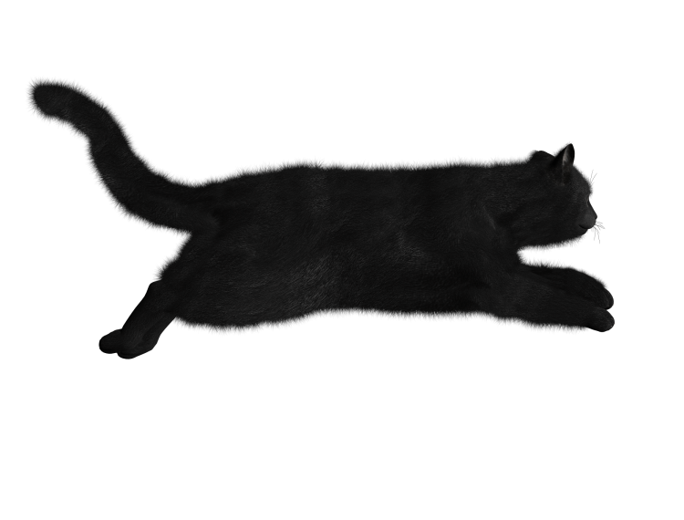 Кошка лежит без фона