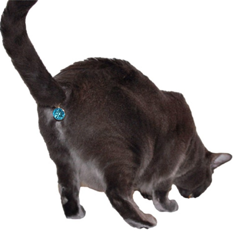 Шлёпа кот на белом фоне