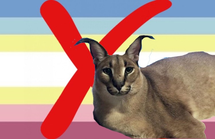 Каракал большой Шлеппа