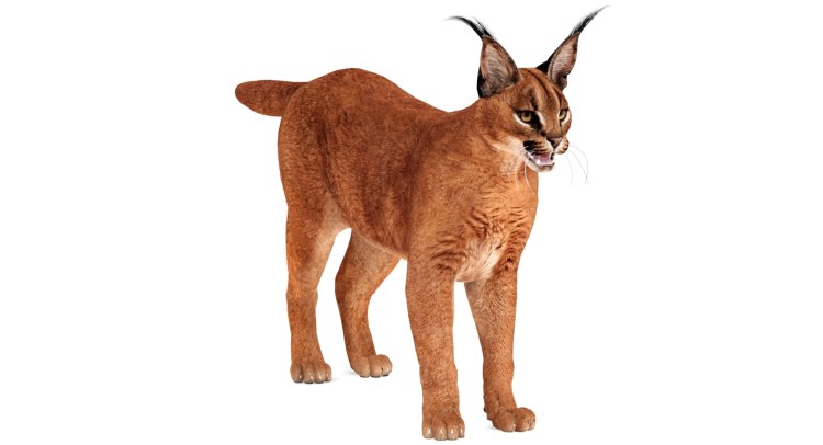 Каракал стоя