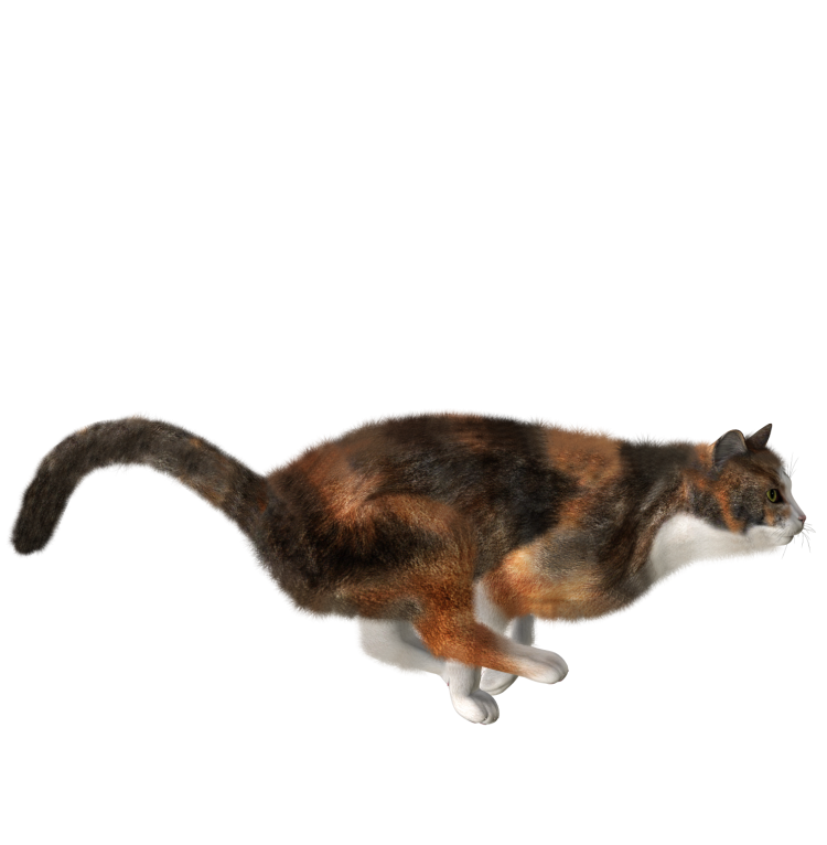 Кошка бежит