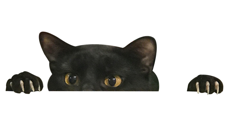 Котик на прозрачном фоне