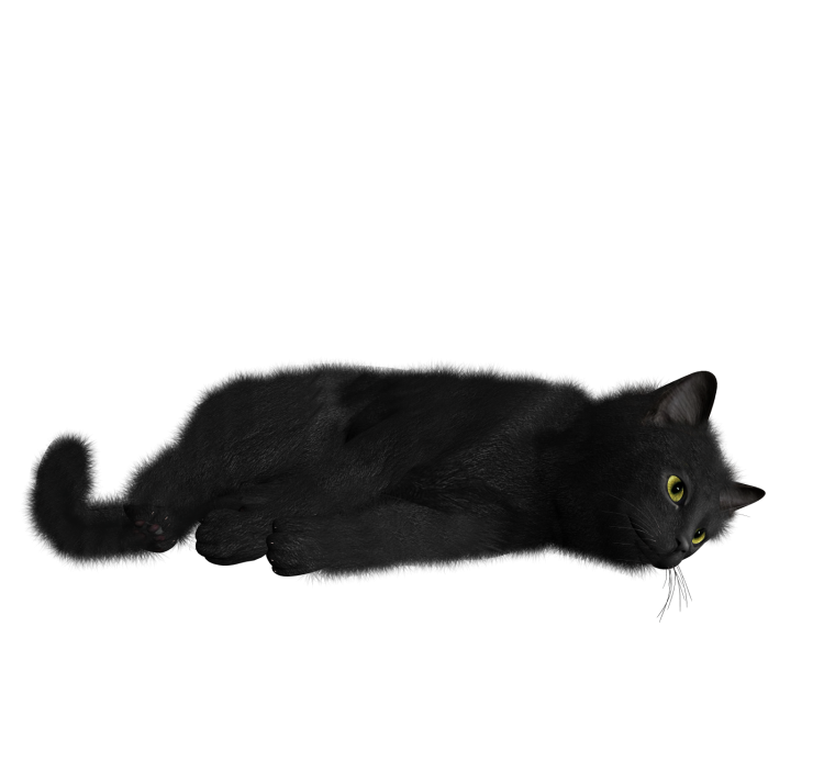 Черная кошка на белом фоне