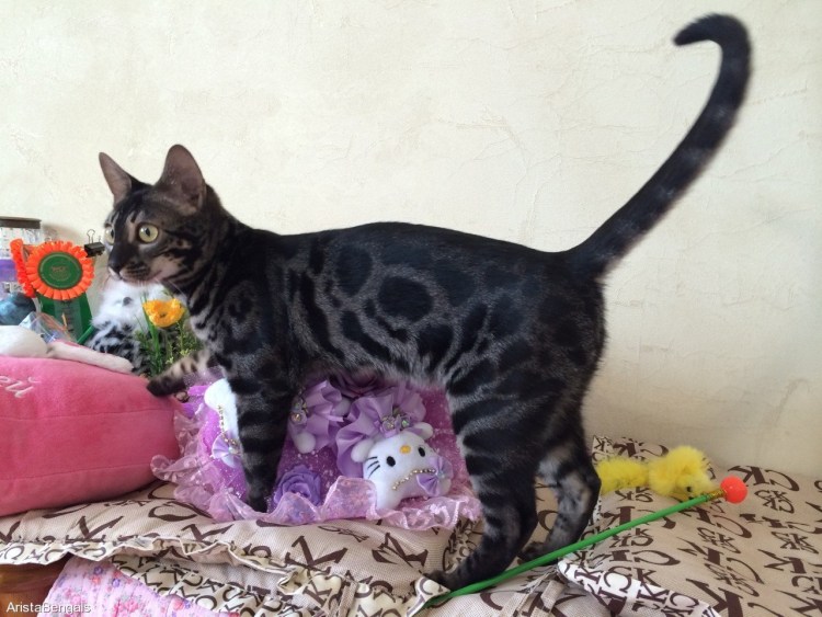 Бенгальская кошка