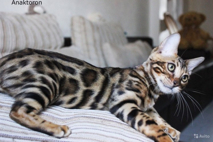 Бенгальская кошка