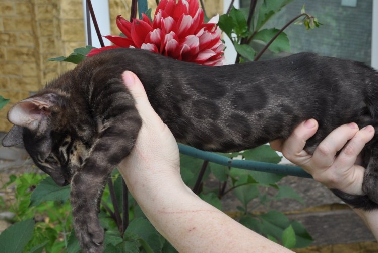 Бенгальский кот