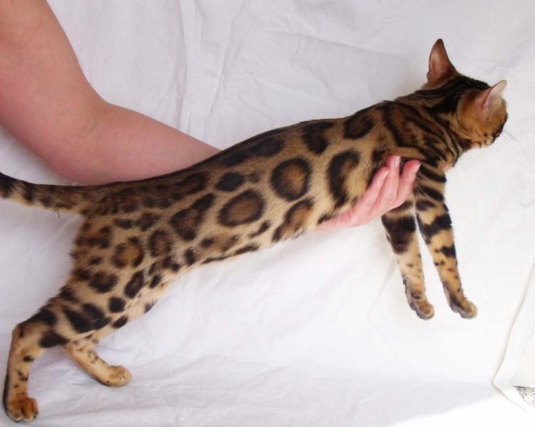 Бенгальский кот профиль