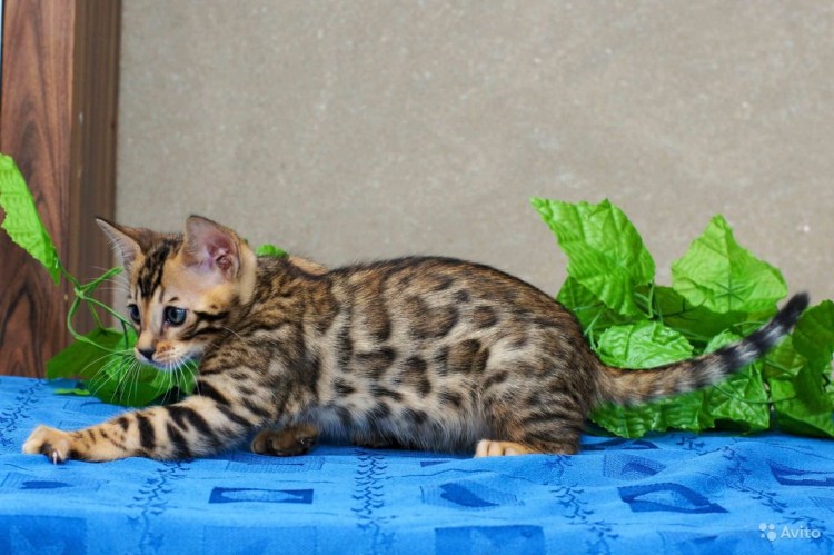 Бенгальского байсиамского котенка