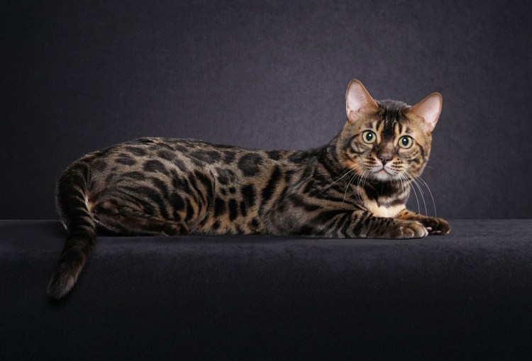 Бенгальская кошка меланистик