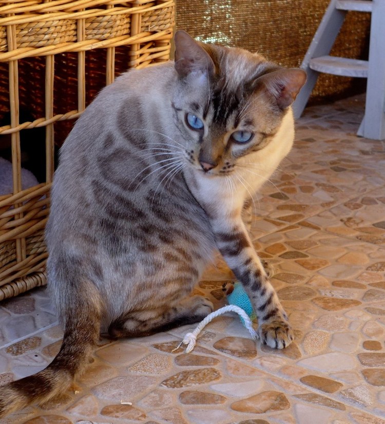 Бенгал меланистик