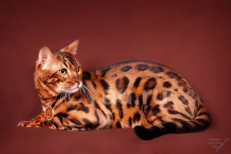 Угольный Браун бенгал