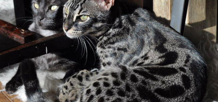 Бенгальская кошка черная