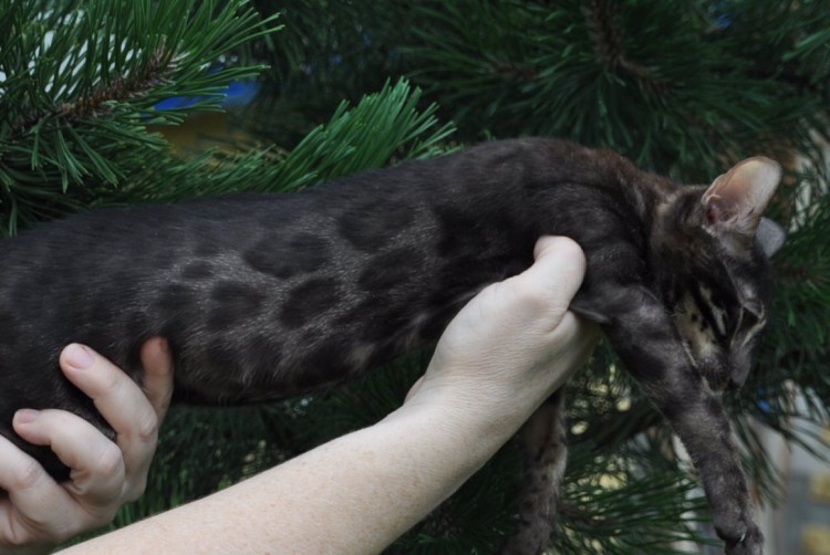 Бенгальский котенок меланистик