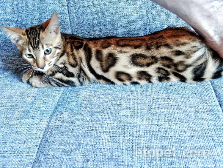 Бенгальские котята
